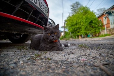 Заменит собаку и принесет тапки: эти 4 породы кошек обожают учить команды и гулять на поводке