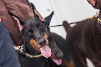 Доберман учит команду за 5 повторений, аусси требует задач, ротвейлер ждёт логики — 6 пород с высоким интеллектом