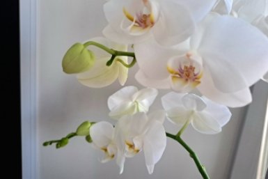 5 г растворяю в воде — и орхидея цветёт как бешеная, а не киснет в горшке