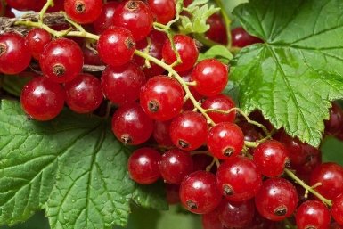 Ягоды слаще меда: какой сорт красной смородины самый сладкий - точно не разочарует урожайностью