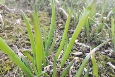 Агроном Давыдова назвала ключевые ошибки при посадке лука и чеснока - и объяснила, как их исправить, даже если всходов нет