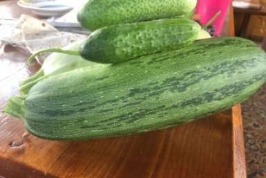 100500 гибридов не нужны, 40 лет растим 1 сорт кабачков: раннеспелые, нежные, по 7 кг с квадрата