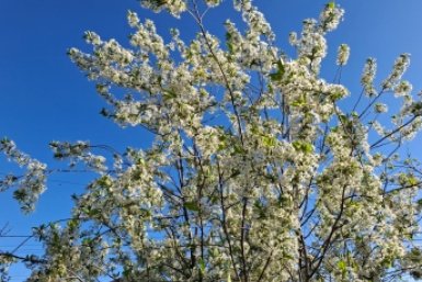 До 70 кг плодов: какой сорт вишни накормит целый микрорайон - точно не останетесь без урожая