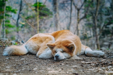 Утренний ритуал и вкусняшка просто так — и собака расцветает, а вы становитесь для неё целым миром