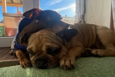 В душе кошка, а с виду пёс: 5 пород собак, которые разве что не мурлычут - список