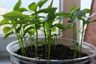 Подросшей рассаде перца – ни в коем случае: 5 ошибок тормозят рост и развитие, допускает каждый третий