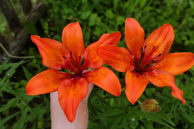 Лилиям после прорастания – первым делом: волшебные ритуалы, которые превратят клумбу в сказочный сад