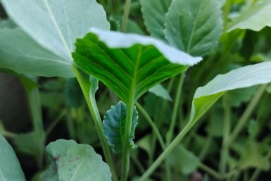 Хранится до лета и не дрябнет: какой сорт капусты потрясает своей лежкостью - дачники в восторге