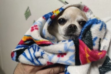 Тихие разрушители: 6 пород собак, которые разнесут квартиру за час, пока вы на работе