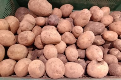 Картофелю за 2 недели до посадки – важнее всего: клубни будут размером с дыню, урожая соседям хватит