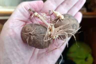 По горсти в каждую лунку – картошка растет как не в себя, по 15 клубней с куста