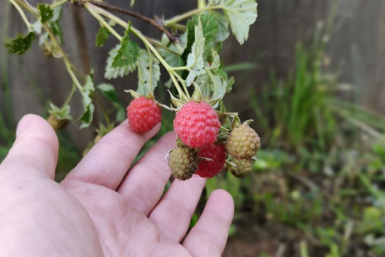 Забудьте про остальные сорта: агроном Давыдова назвала 2 топовых - малина размером с вишню