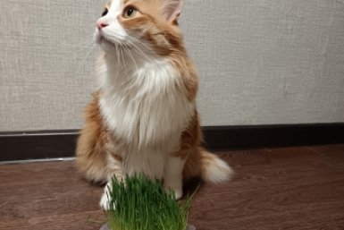 Не просто мурчит, а просит о помощи: 4 сигнала кошки, которые владельцы путают с нежностью, а зря