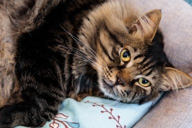 Когти вместо нежности: 4 породы кошек, которые ненавидят прикосновения