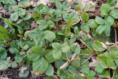 20 минут в апреле - от крупной сочной клубники отбоя нет, собрать урожай ведер не хватит