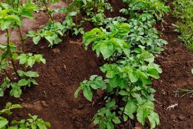 1 стакан в лунку — и картофель дает клубни до 200 г: урожай такой, что некуда девать