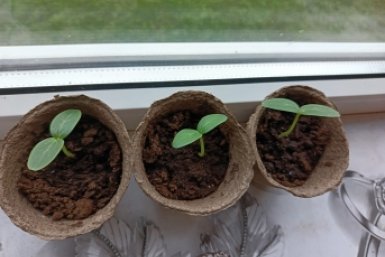 По горсти в каждую лунку – рассада приживется как миленькая, свежими огурцами хрустим раньше всей улицы