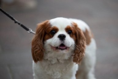 Не гавкают и не грызут тапки: 5 пород собак-интеллектуалов - запоминают команды с 1 слова