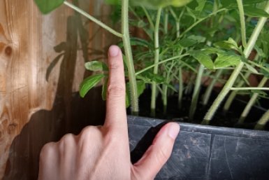 5 гр на ведро – и рассада томатов с палец толщиной: бледная немочь пышет богатырским здоровьем