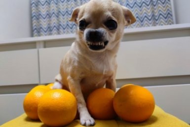 Берегите пальцы: эти 5 мини-собак кусаются в 10 раз чаще, чем огромные волкодавы - статистика ветеринаров