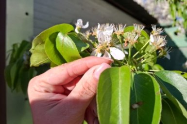 До 100 кг плодов с дерева: от какого сорта груши балдеют все садоводы - точно не оставит без урожая