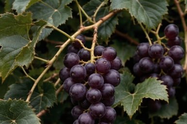 Грозди по 2 кг: какой сорт винограда созревает даже на Севере - хоть для урожая, хоть для декора