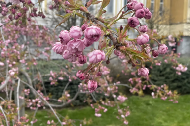 От сакуры до рапса: что цветёт в конце апреля на Ставрополье
