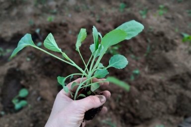 В мае для капусты - самое то: готовлю простое удобрение - и кочаны крупнее баскетбольного мяча