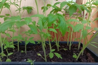 Кидаю 1 ложку в лунку — и томаты здоровые и мясистые: 10 из 10 кустов дают идеальные плоды