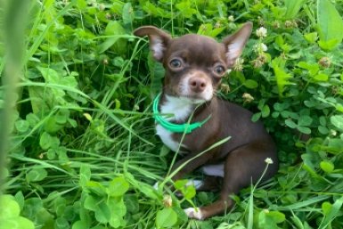 Не лайки и не овчарки: названа самая преданная порода собак - выбирает одного хозяина раз и навсегда ИА Stavropol.Media