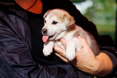 Понимают каждое слово: составлен рейтинг самых умных пород собак 2026 года - ваша на каком месте?