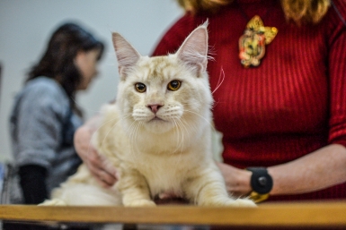 Купила мейн-куна и пожалела через месяц: 3 вещи, о которых не рассказал заводчик и интернет
