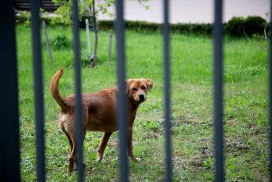 Суд вновь отклонил жалобу властей на отмену усыпления бездомных собак ИА Stavropol.Media