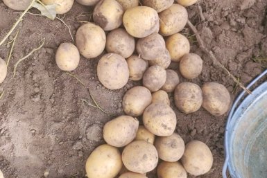 Сажаю картофель по методу из Беларуси — и клубни крупные, урожай в 2 раза больше