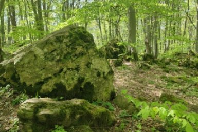 Величественные буки и запах черемши: майский фоторепортаж с горы Стрижамент ИА Stavropol.Media