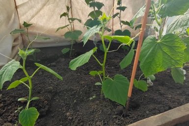 "Заправила" лунку 2 ложками — собираю огурцы КАМАЗами: летом ведер не хватает