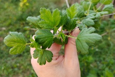Крупнее сливы: какой сорт крыжовника самый сладкий и крупный - с куста по 10 кг ягод