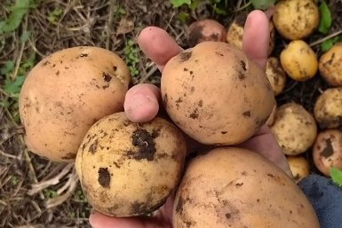 С куста по 10 кг: какой сорт картофеля самый урожайный - выбор огородников в 2026 году