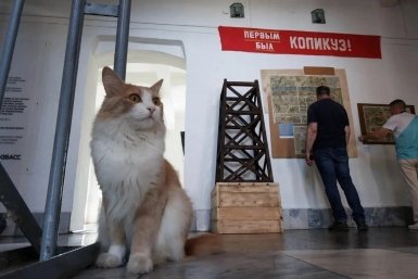 Кот по кличке Хозяин стал звездой музея-заповедника Министерство культуры и нац.политики Кузбасса