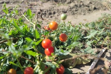 Томаты-малыши со вкусом мёда: охотилась за семенами годами — сочность и сладость зашкаливают