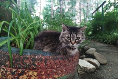 Забудьте про вечную уборку: топ-4 породы котов без подшерстка и запаха - идеальный выбор для чистоплюев