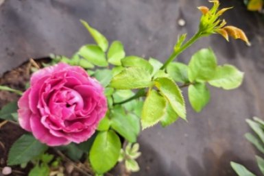 Совсем без колючек: какой классный сорт розы не имеет шипов - цветет как одержимый до морозов
