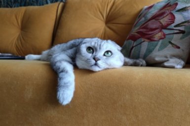 Почему кошка внезапно начинает кусать руку: 1 неочевидная ошибка владельцев, которая дико раздражает питомца