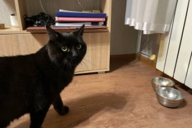 Кошка вечно сидела с грустными глазами, пока не убрала миску с этого места: теперь котейку не узнать