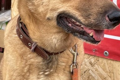 Бастрыкину доложат по делу о нападении собак на детей в Минводах ИА Stavropol.Media