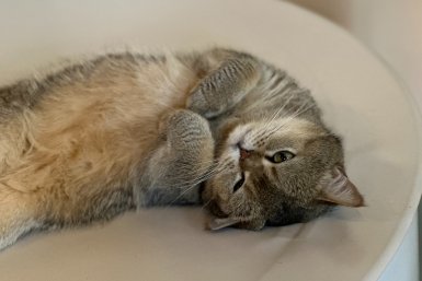 Шерсти в доме больше не будет: 4 породы кошек, которые вообще не линяют - любуюсь чистыми коврами и одеждой