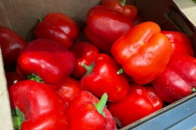 Добавляю 3 ложки в банку – и перцы прут как бешеные: стенки по 3 см, плоды ровные и сладкие