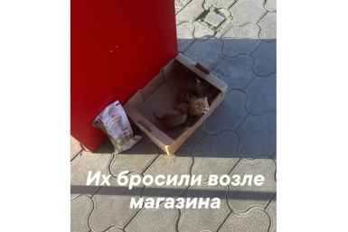 До пяти лет колонии грозит жительнице Светлограда, задушившей котят возле магазина Соцсети приюта &quotЛучший друг&quot