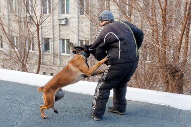 Почему собака нападает на хозяина: 5 причин - дело не только в агрессии