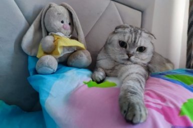 Прижимает к себе и пинает задними лапами: почему кошка так поступает - не только игра